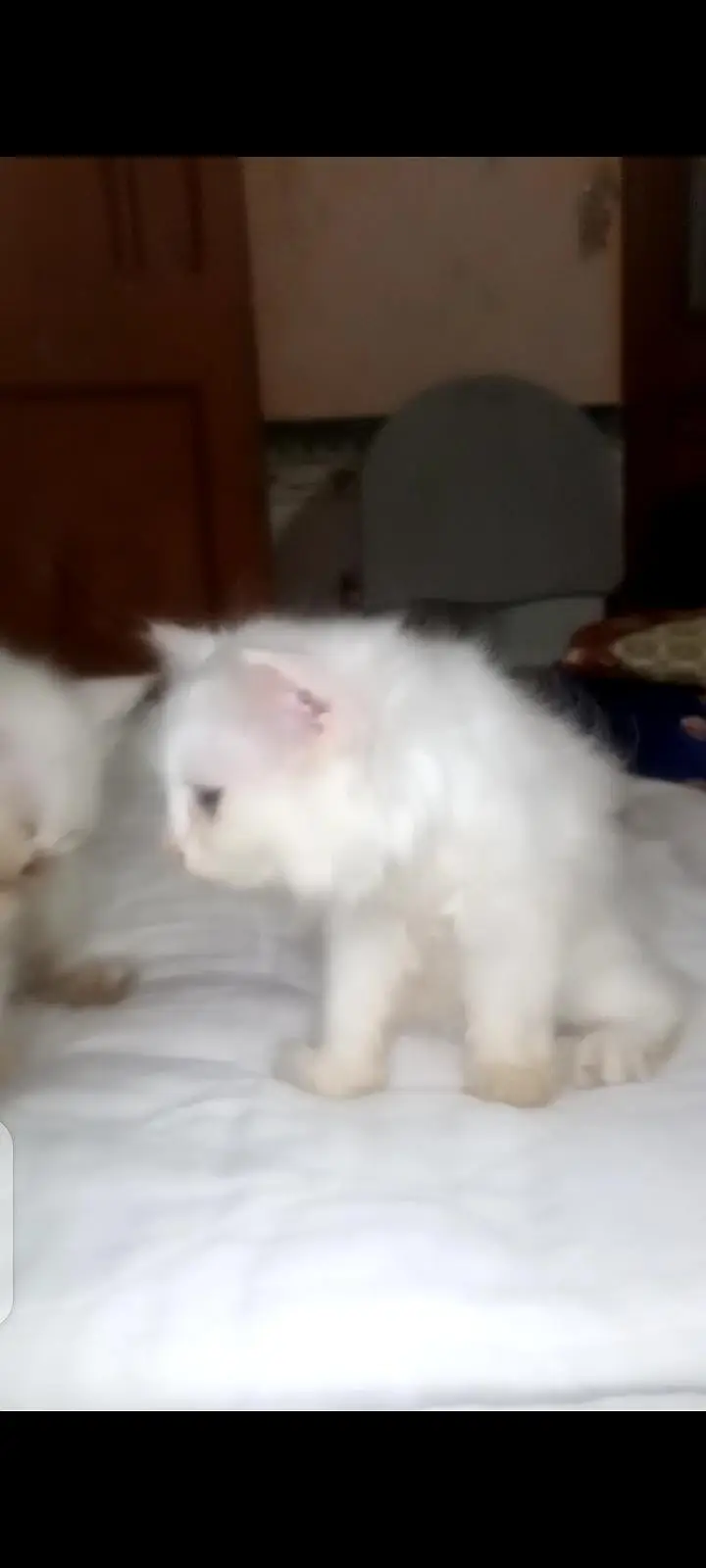 Persian cat sameep punch triple Court Mel ki ek Eyes Blue Ek ye lo — photo 4