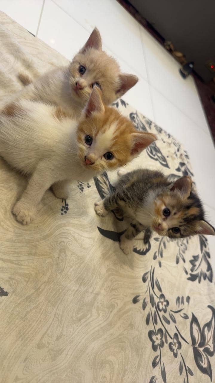 Persian kittens 0
