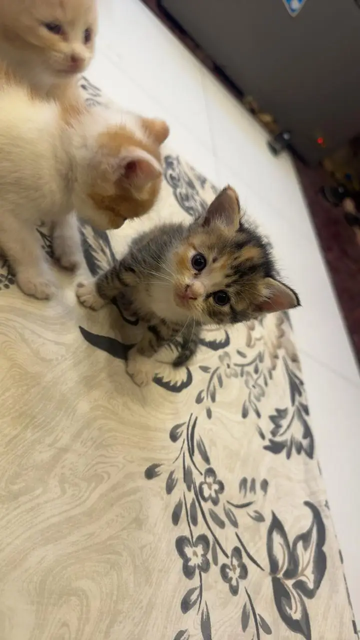 Persian kittens — photo 2