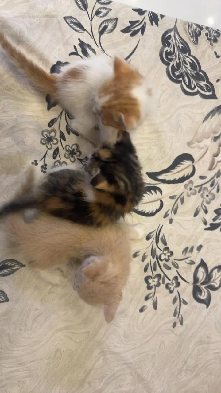 Persian kittens — photo 3