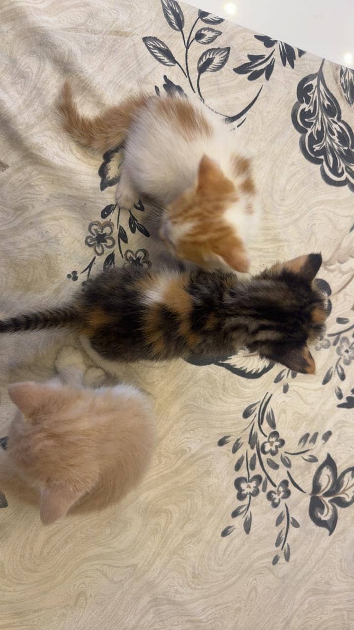 Persian kittens 3