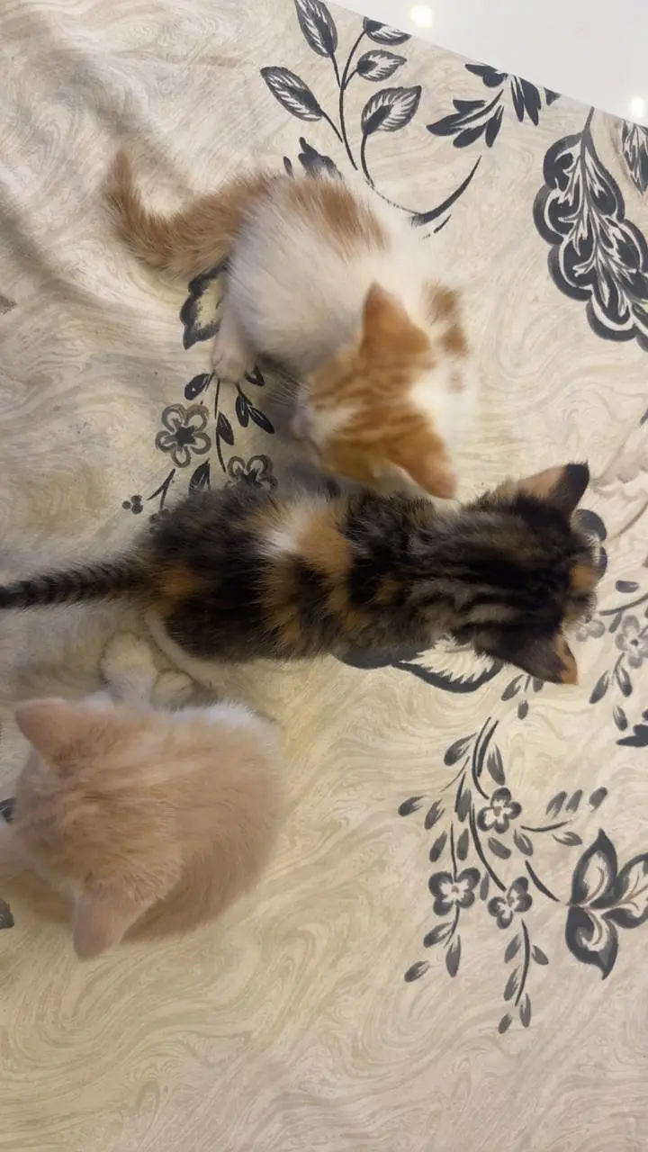 Persian kittens — photo 4