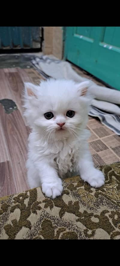 Adorable kitten for sale
