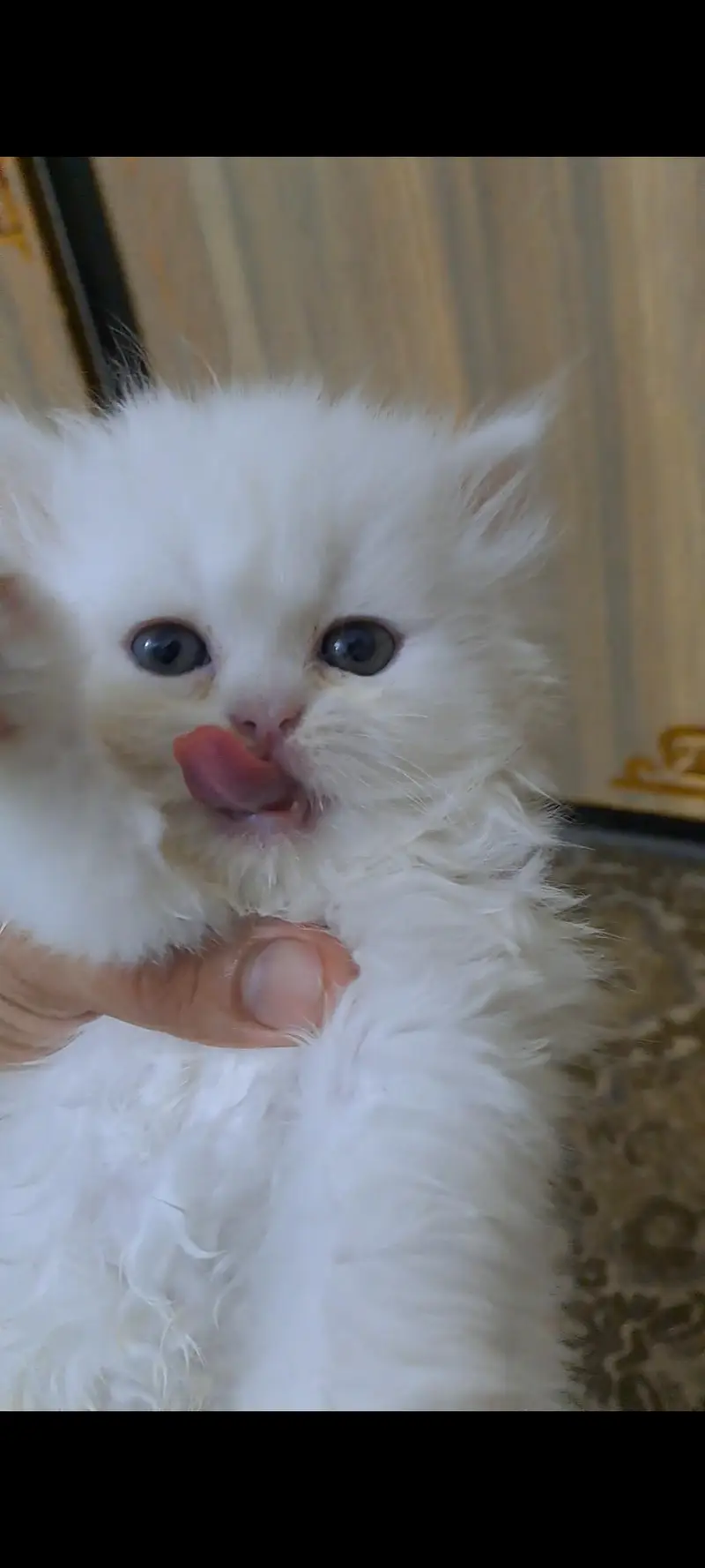 Adorable kitten for sale — photo 2