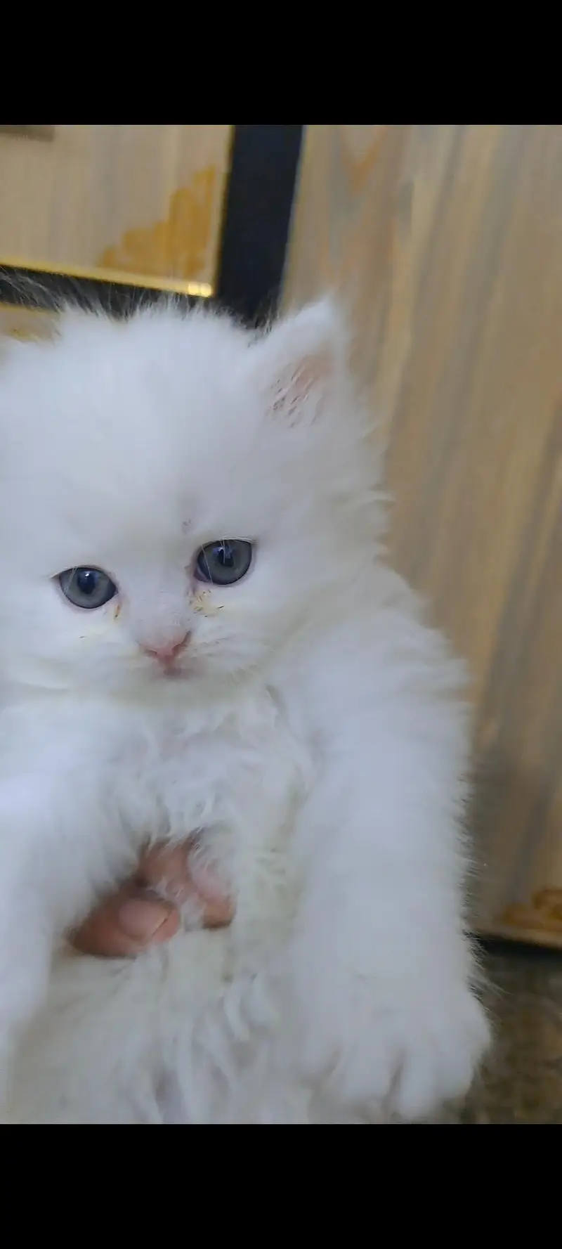 Adorable kitten for sale — photo 3