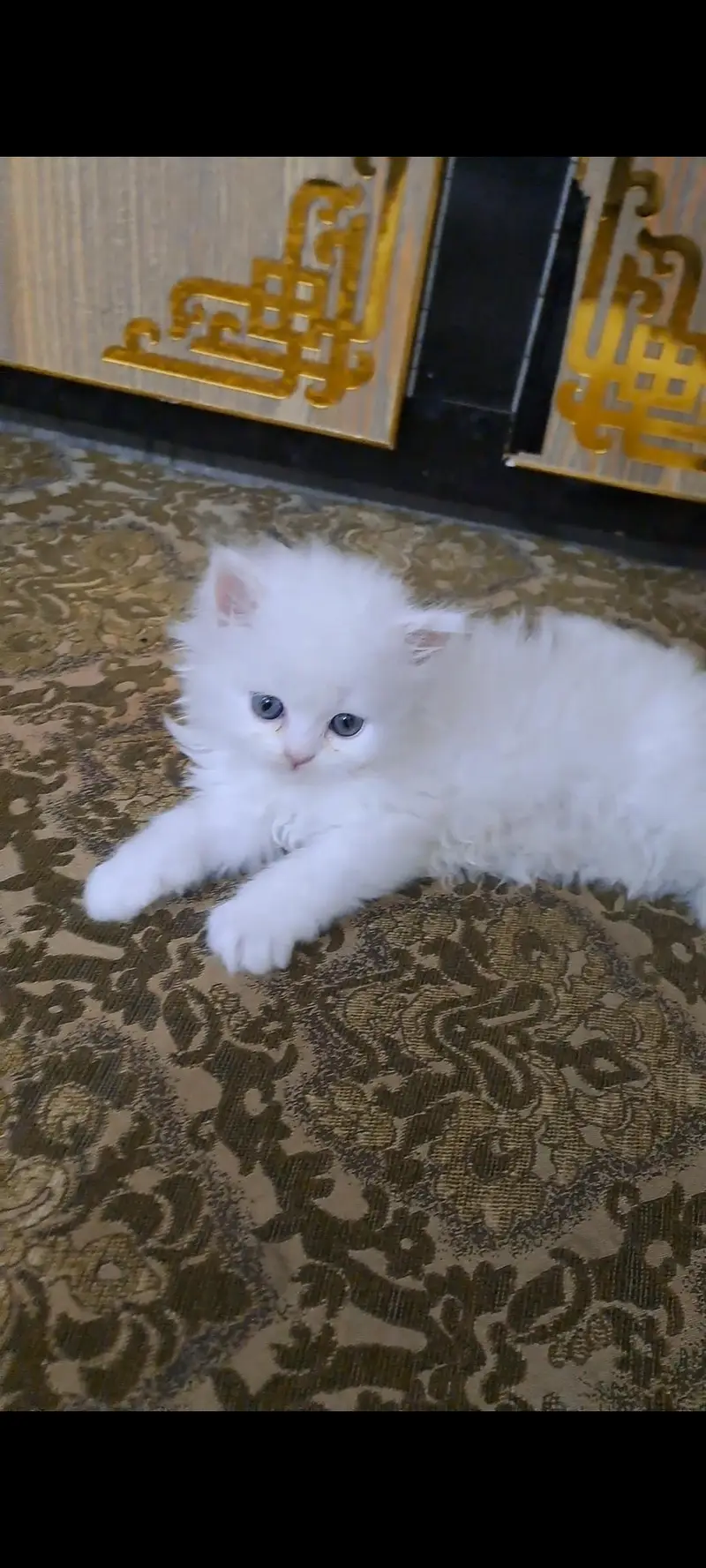 Adorable kitten for sale — photo 4