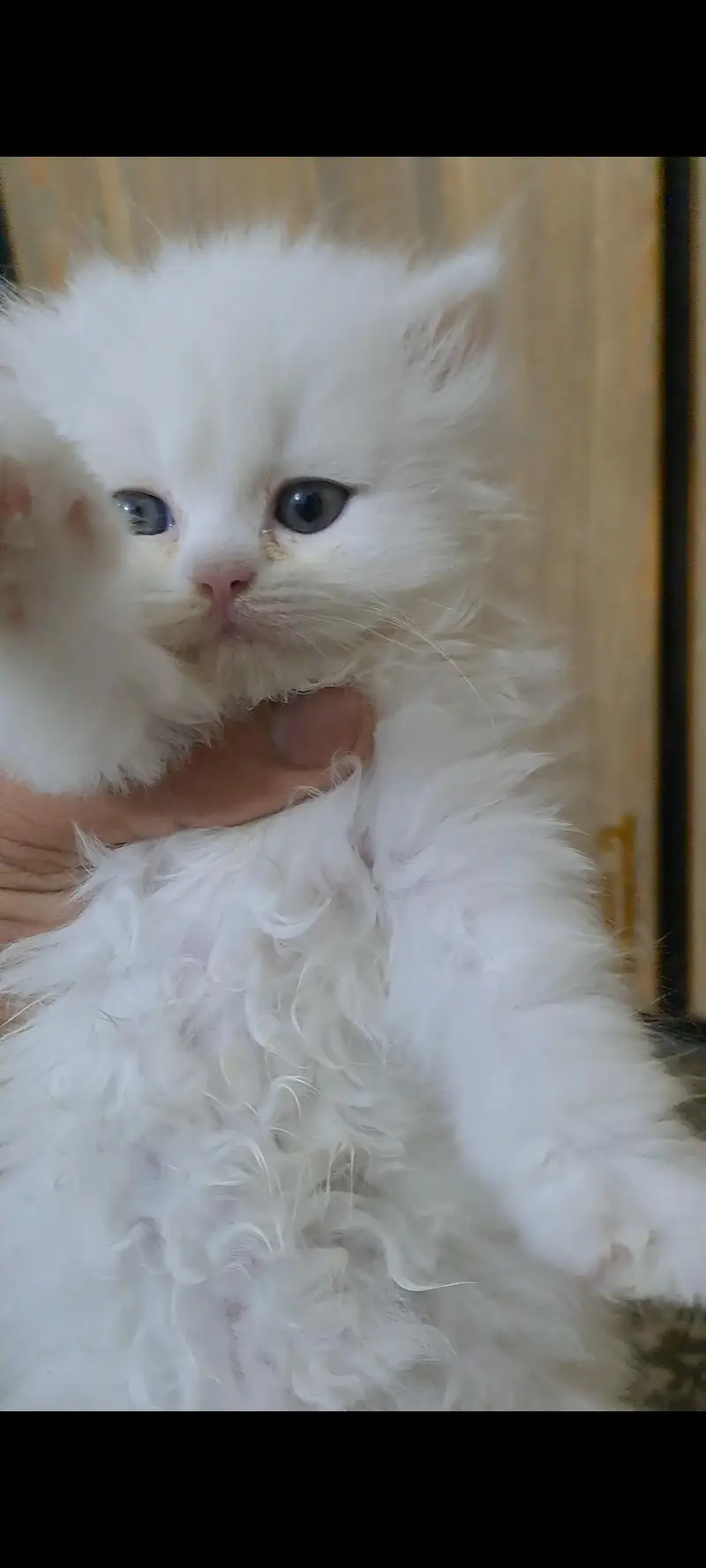 Adorable kitten for sale — photo 5