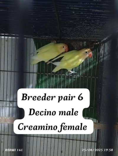 Love birds breeder pairs 0345-3352659