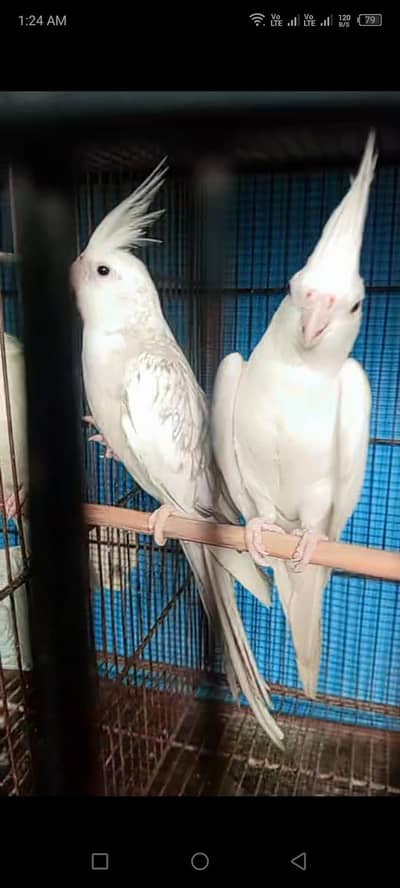 splet pal whit fmale and eno red eyes male top vredr pair