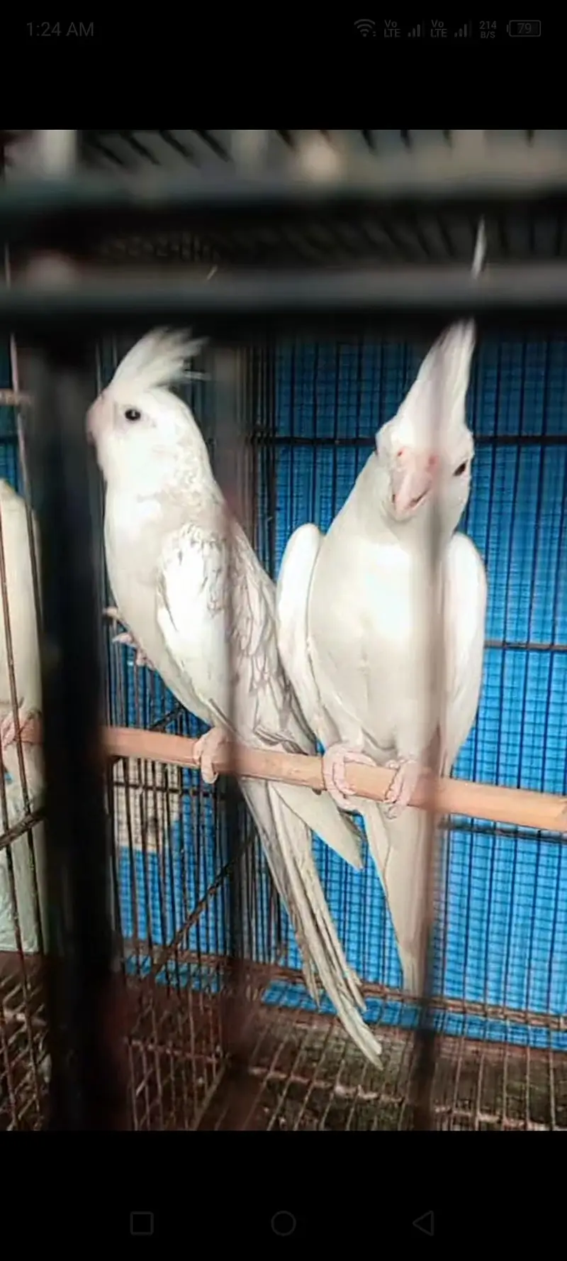 splet pal whit fmale and eno red eyes male top vredr pair — photo 2