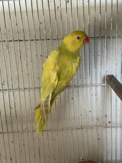 Yellow Ringneck Buttercup Female | Breeding Quality | Good Whistling