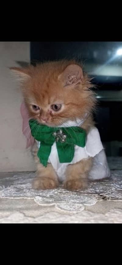 Healthy Persian Kitten - Orange/Ginger - Male
