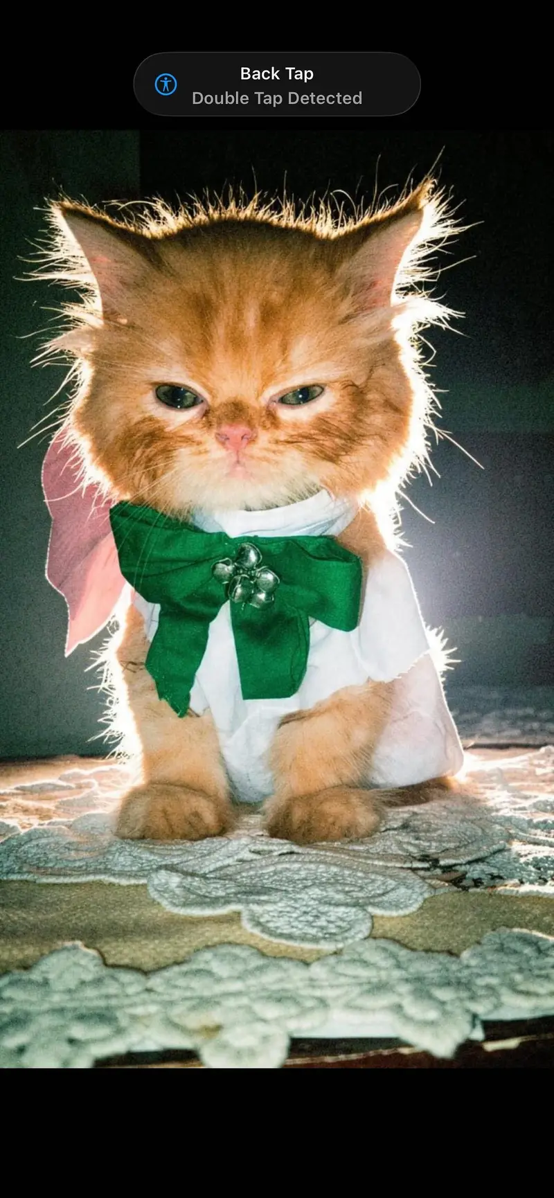 Healthy Persian Kitten - Orange/Ginger - Male — photo 2