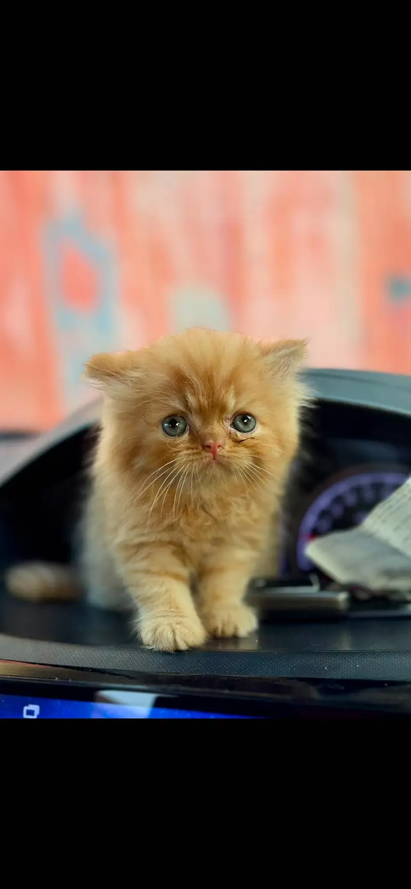 Healthy Persian Kitten - Orange/Ginger - Male — photo 3