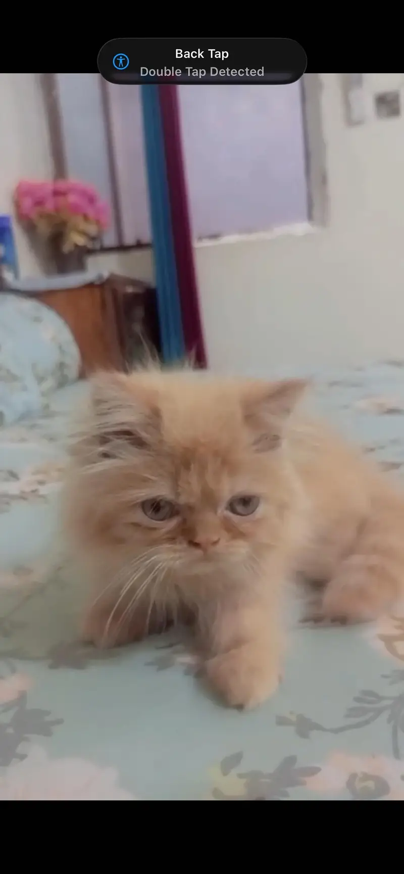 Healthy Persian Kitten - Orange/Ginger - Male — photo 4