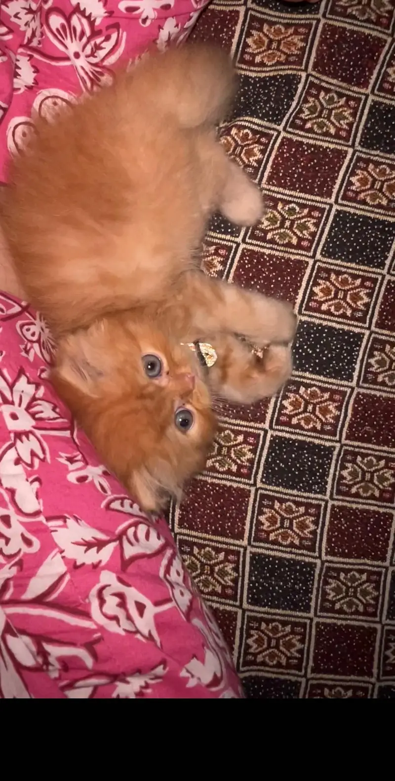 Healthy Persian Kitten - Orange/Ginger - Male — photo 6