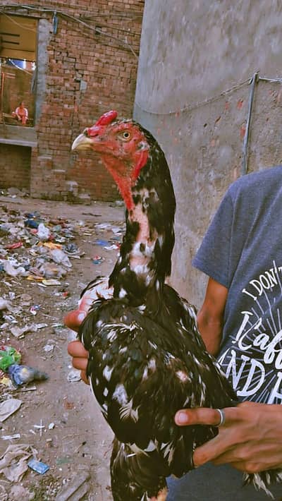 urgent sale kerna he