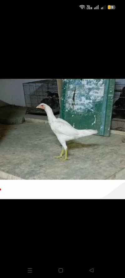 Pure Heera Aseel breed 5 month age 3 female or 1male