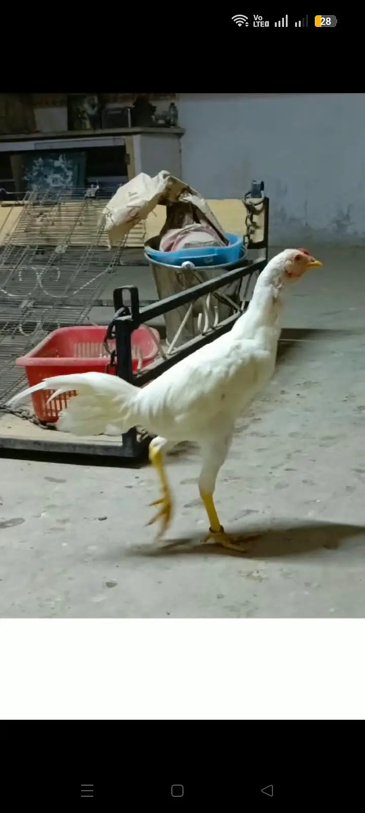 Pure Heera Aseel breed 5 month age 3 female or 1male — photo 2