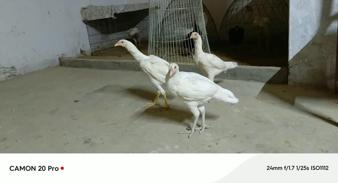 Pure Heera Aseel breed 5 month age 3 female or 1male — photo 3