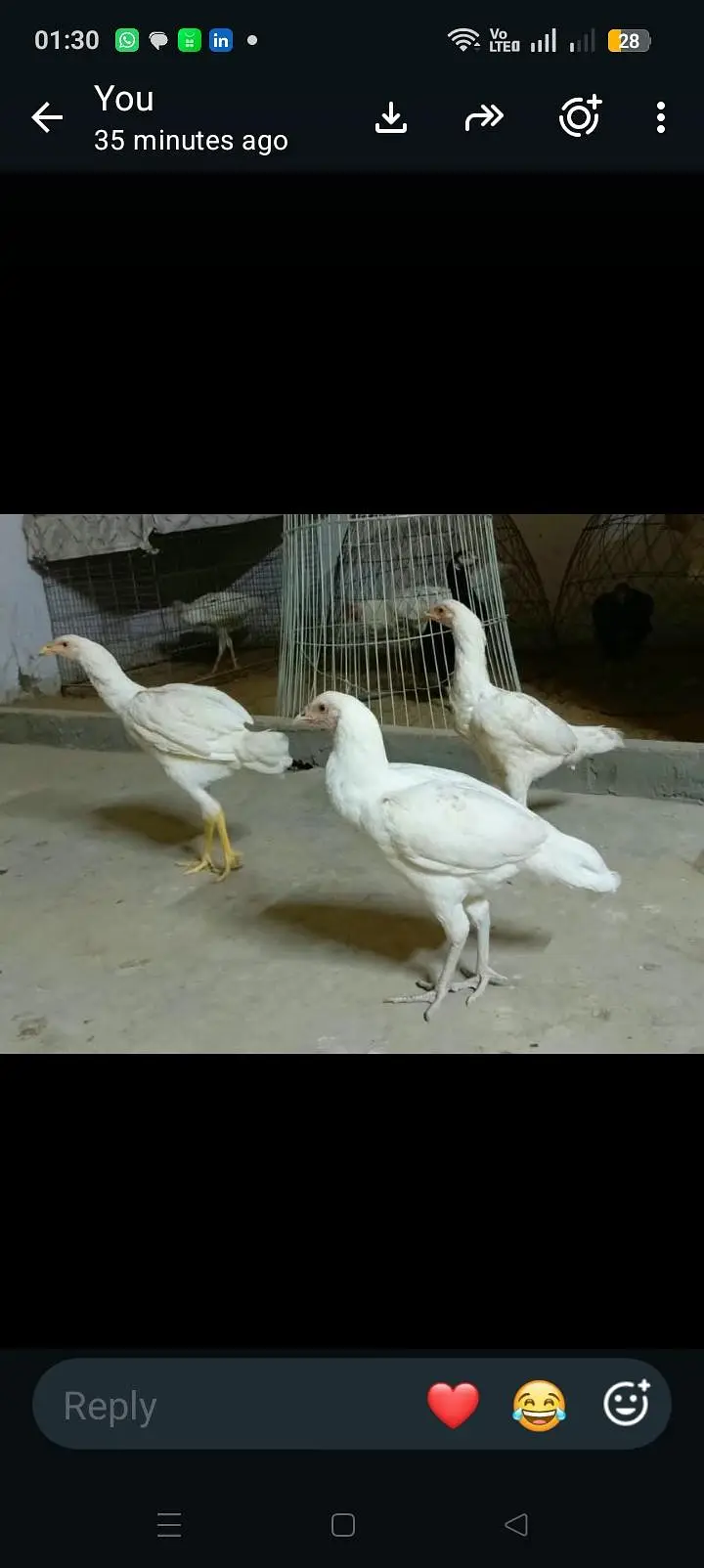 Pure Heera Aseel breed 5 month age 3 female or 1male — photo 4