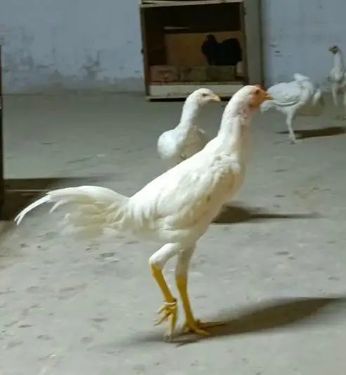 Pure Heera Aseel breed 5 month age 3 female or 1male — photo 5