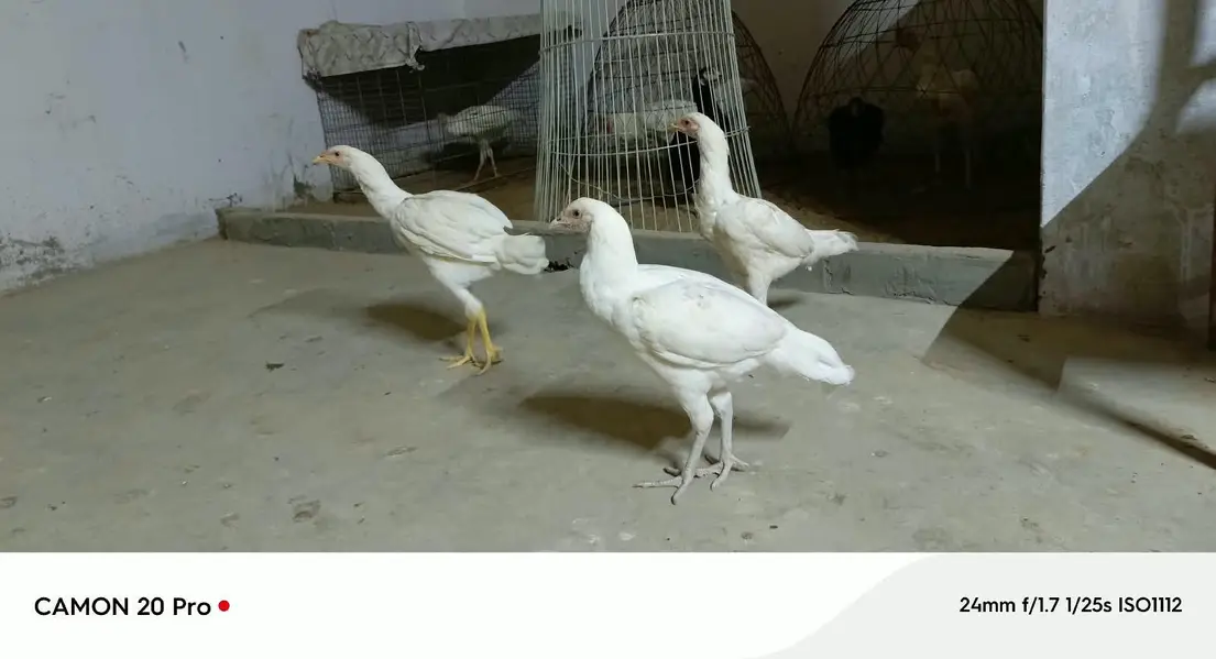 Pure Heera Aseel breed 5 month age 3 female or 1male — photo 6