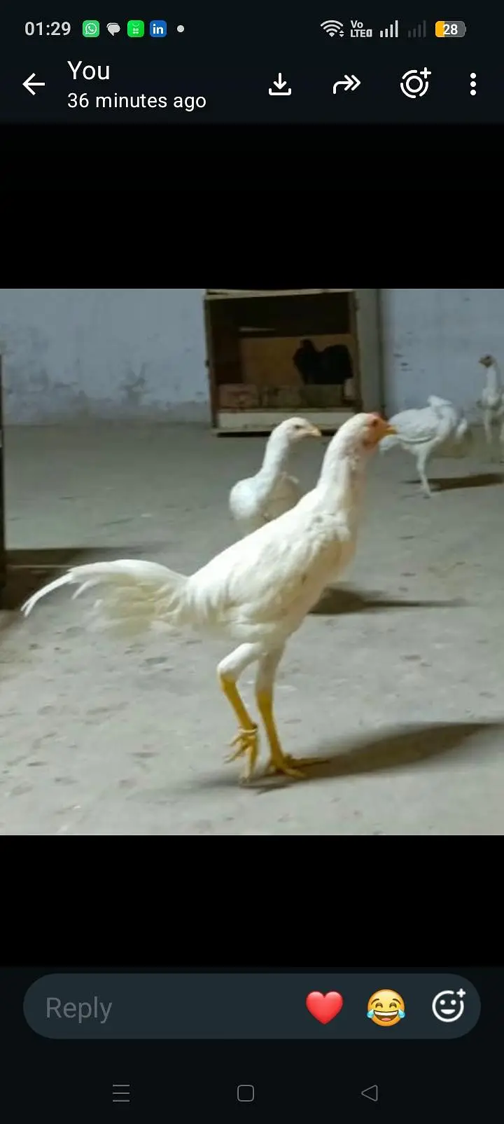 Pure Heera Aseel breed 5 month age 3 female or 1male — photo 7