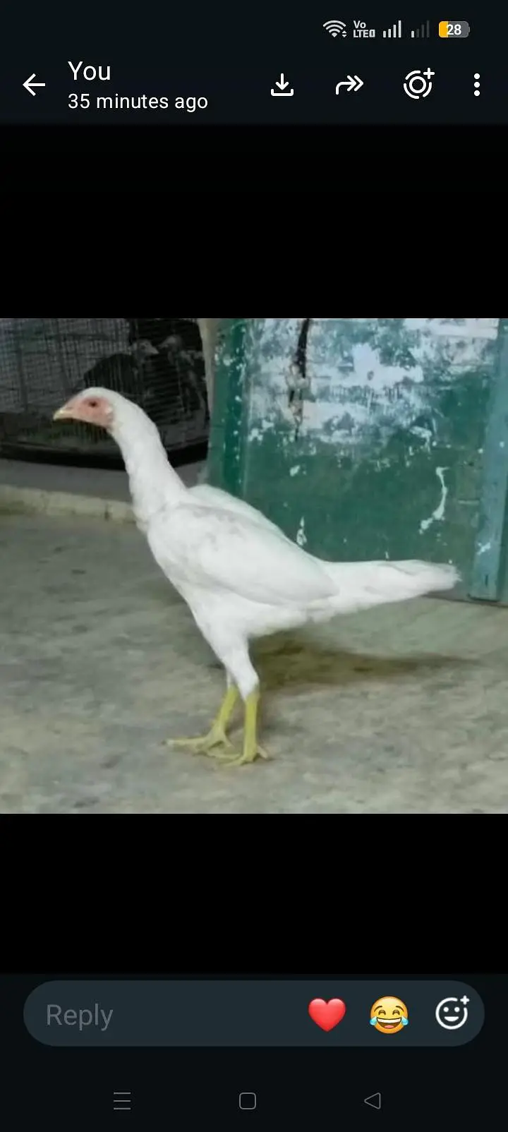 Pure Heera Aseel breed 5 month age 3 female or 1male — photo 8