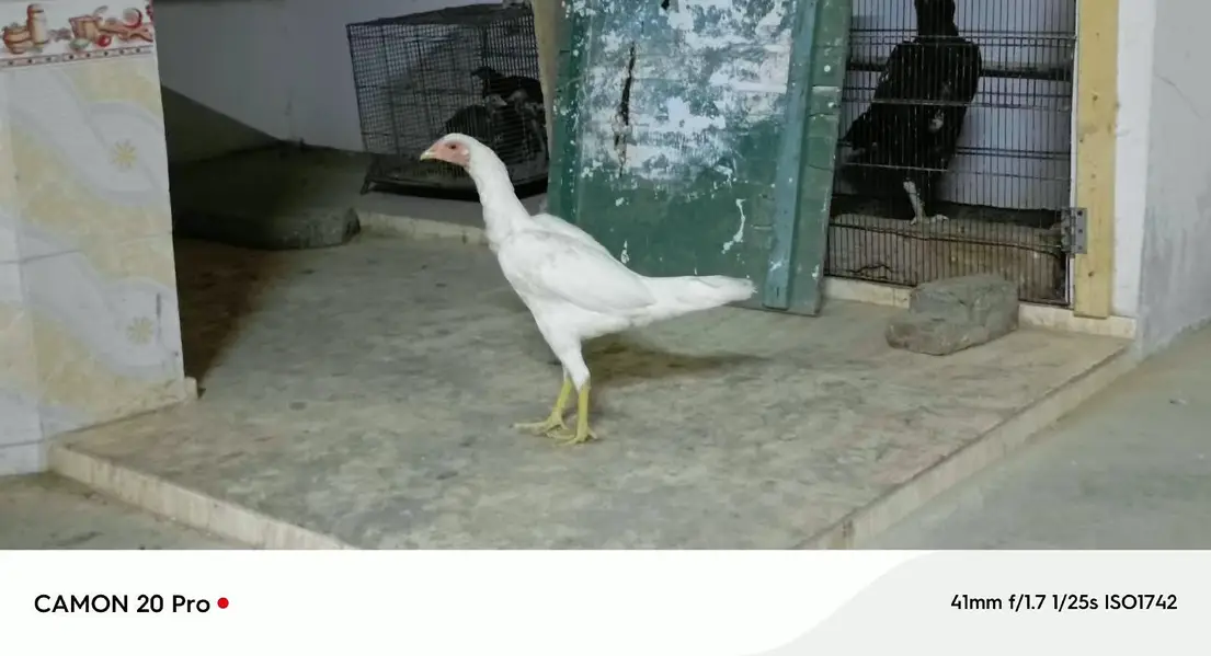 Pure Heera Aseel breed 5 month age 3 female or 1male — photo 9