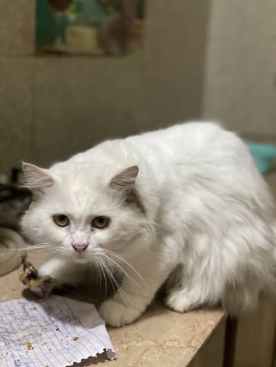 Persian male cat