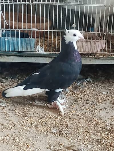 beautiful female breeder and healthy active