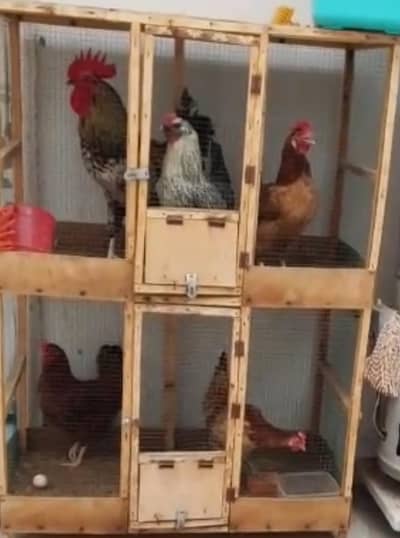 Hen  2 portion cage