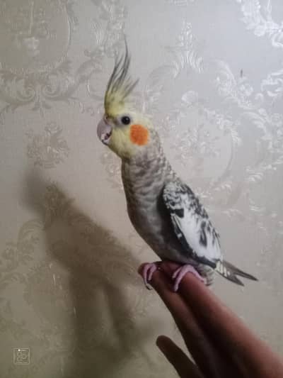 hand tame cocktail