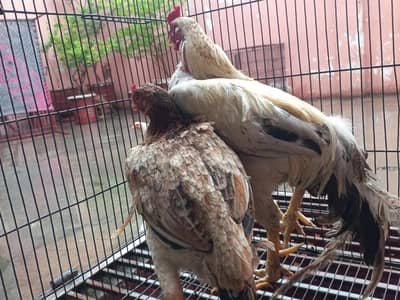 Pure Aseel Murga and murgi pair for sale