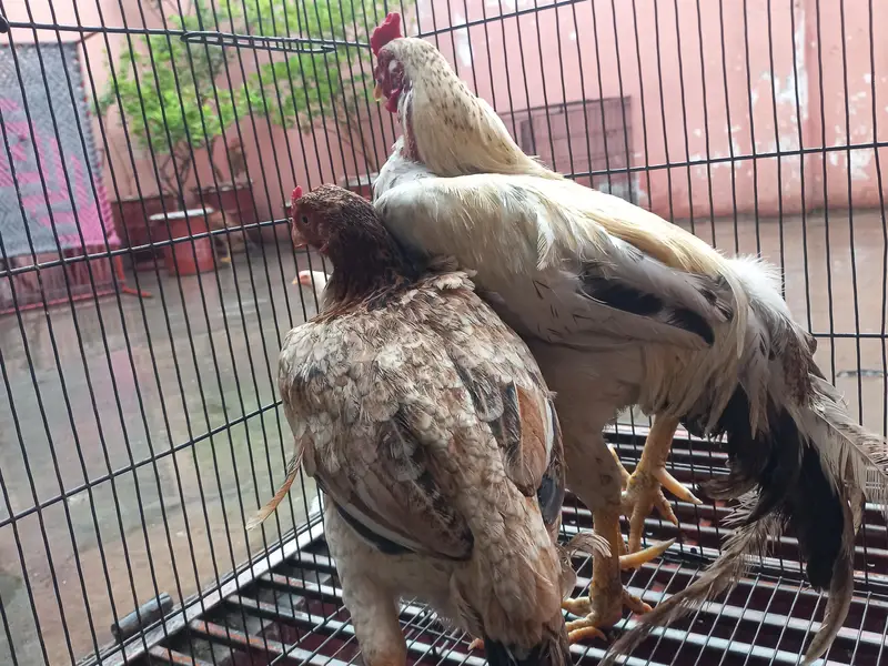 Pure Aseel Murga and murgi pair for sale