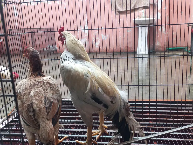 Pure Aseel Murga and murgi pair for sale — photo 2