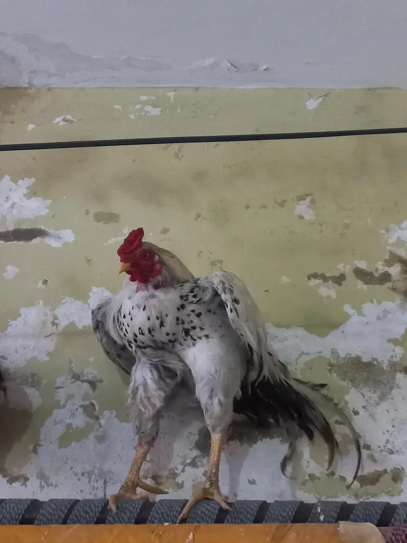 Pure Aseel Murga and murgi pair for sale — photo 3