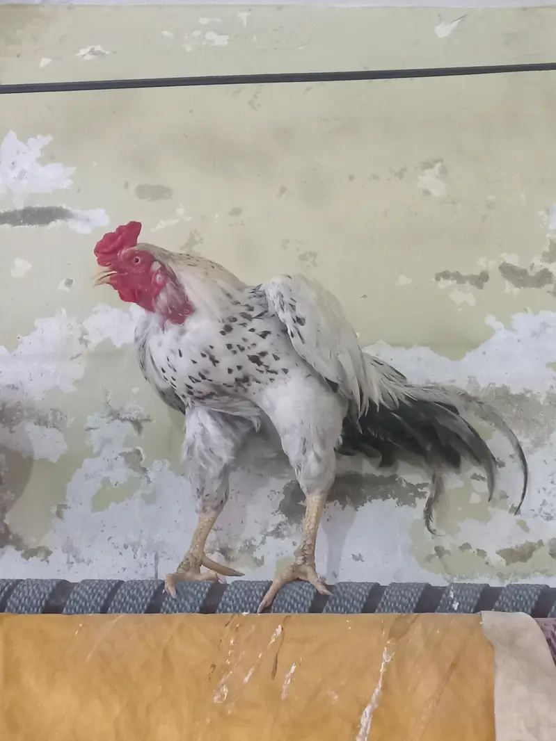 Pure Aseel Murga and murgi pair for sale — photo 4
