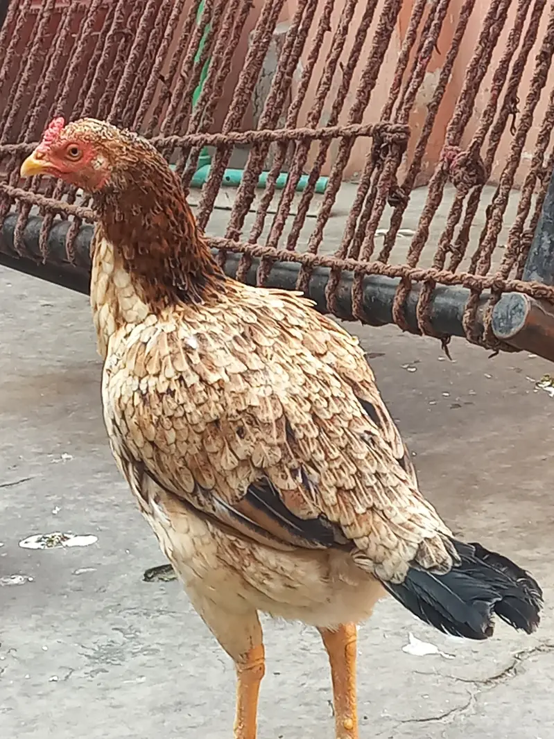Pure Aseel Murga and murgi pair for sale — photo 5