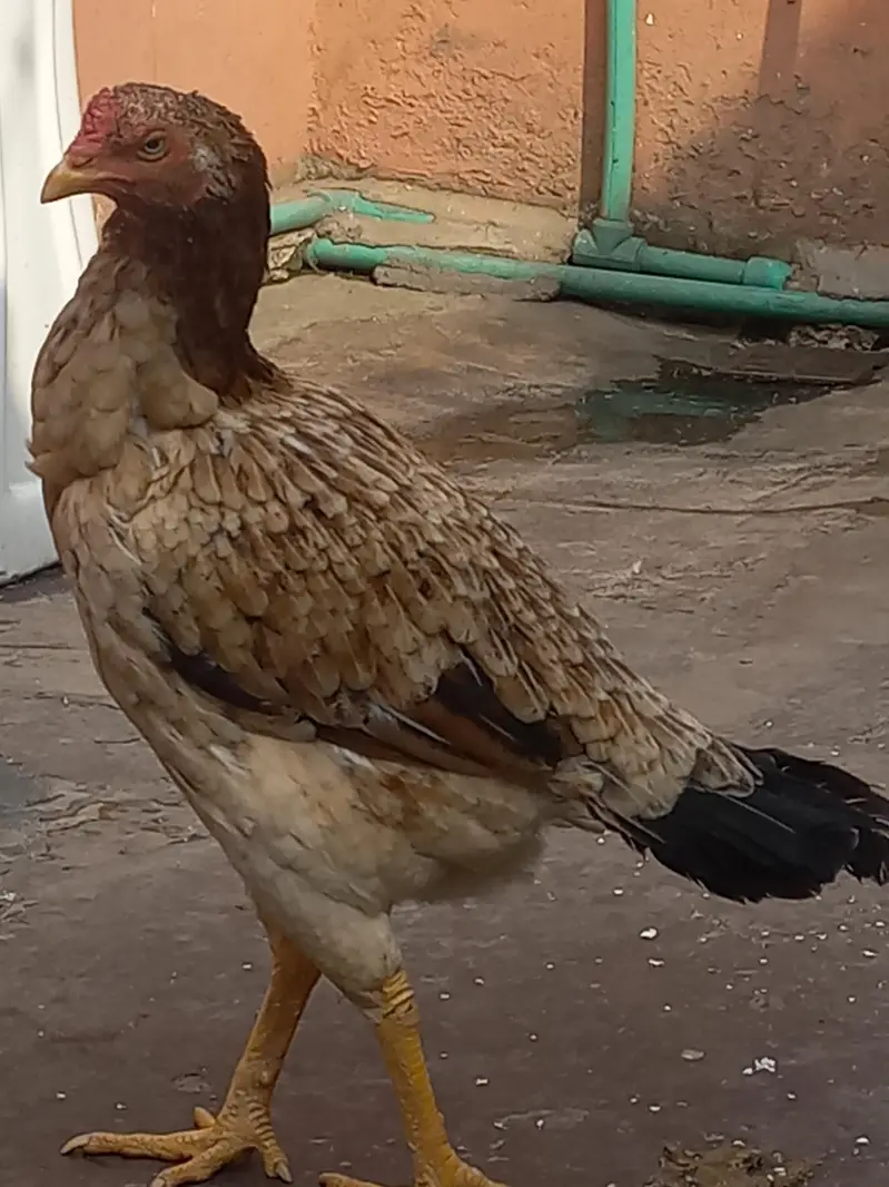 Pure Aseel Murga and murgi pair for sale — photo 6