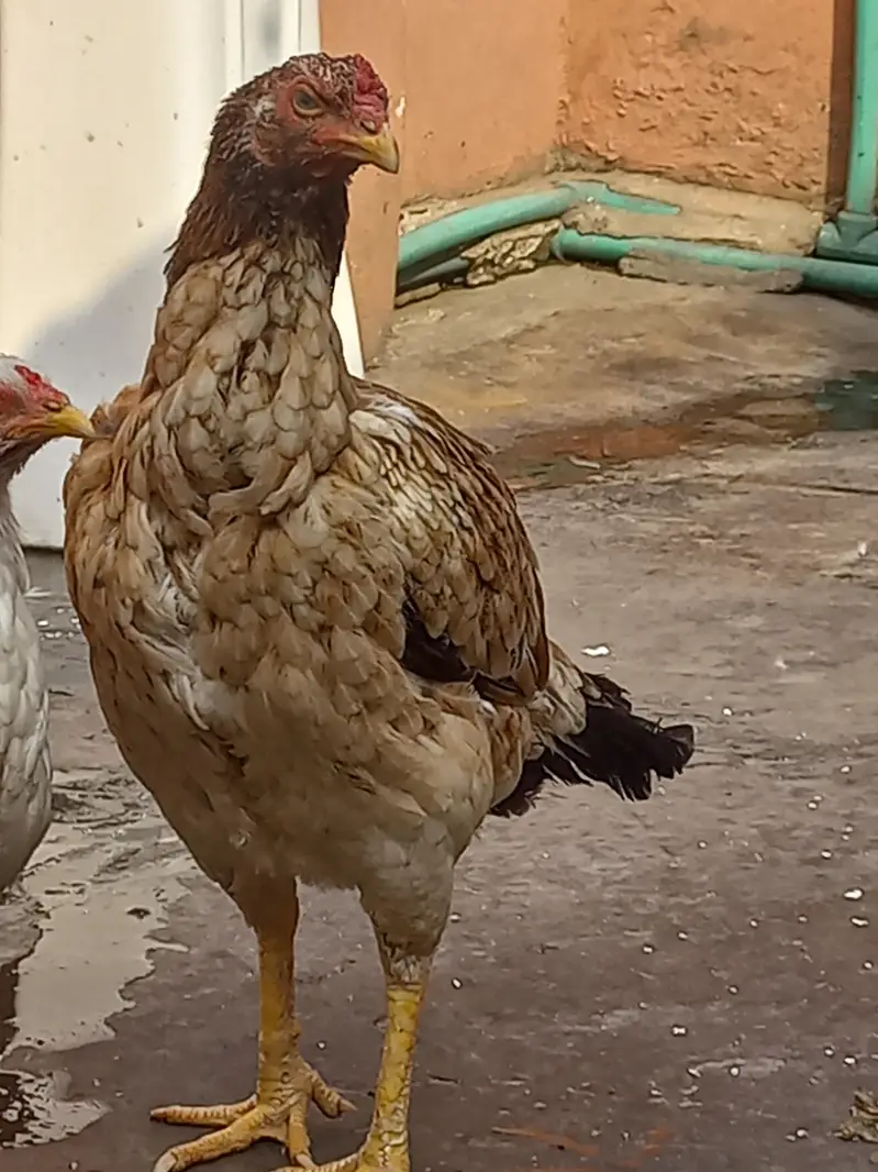 Pure Aseel Murga and murgi pair for sale — photo 7