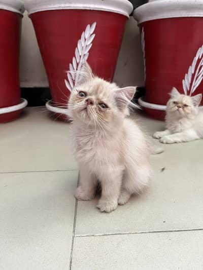 Pure persian kitten