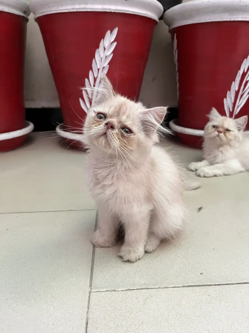 Pure persian kitten