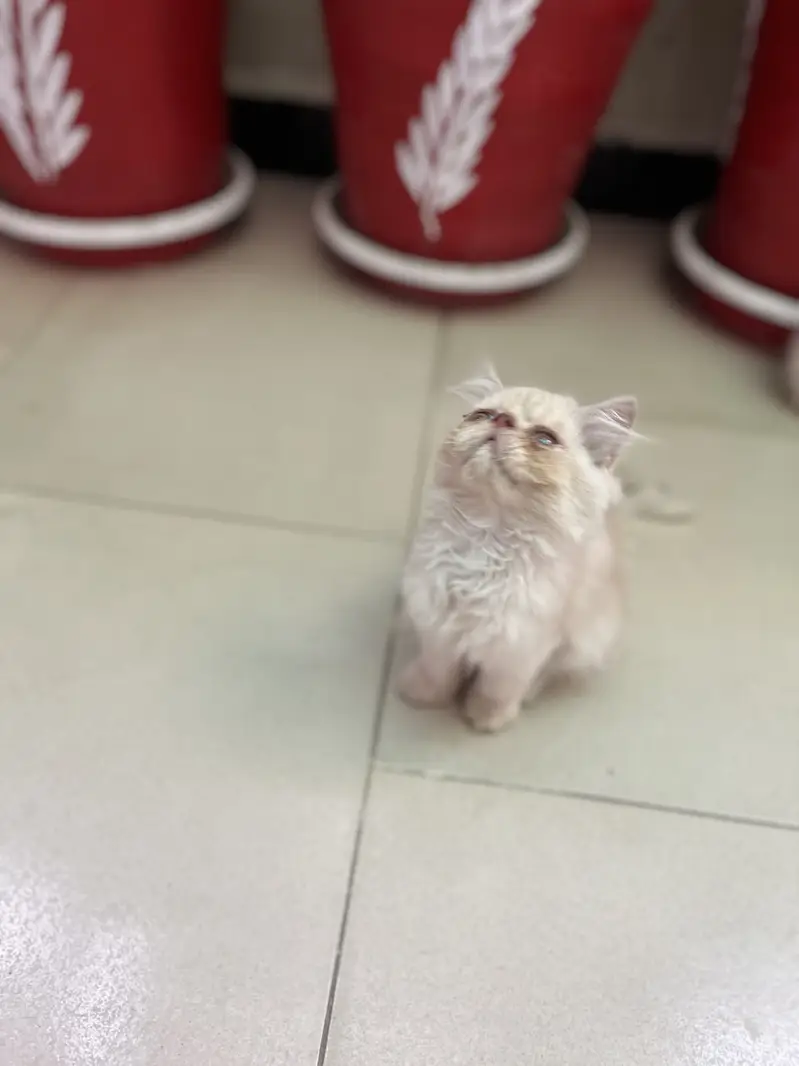 Pure persian kitten — photo 2