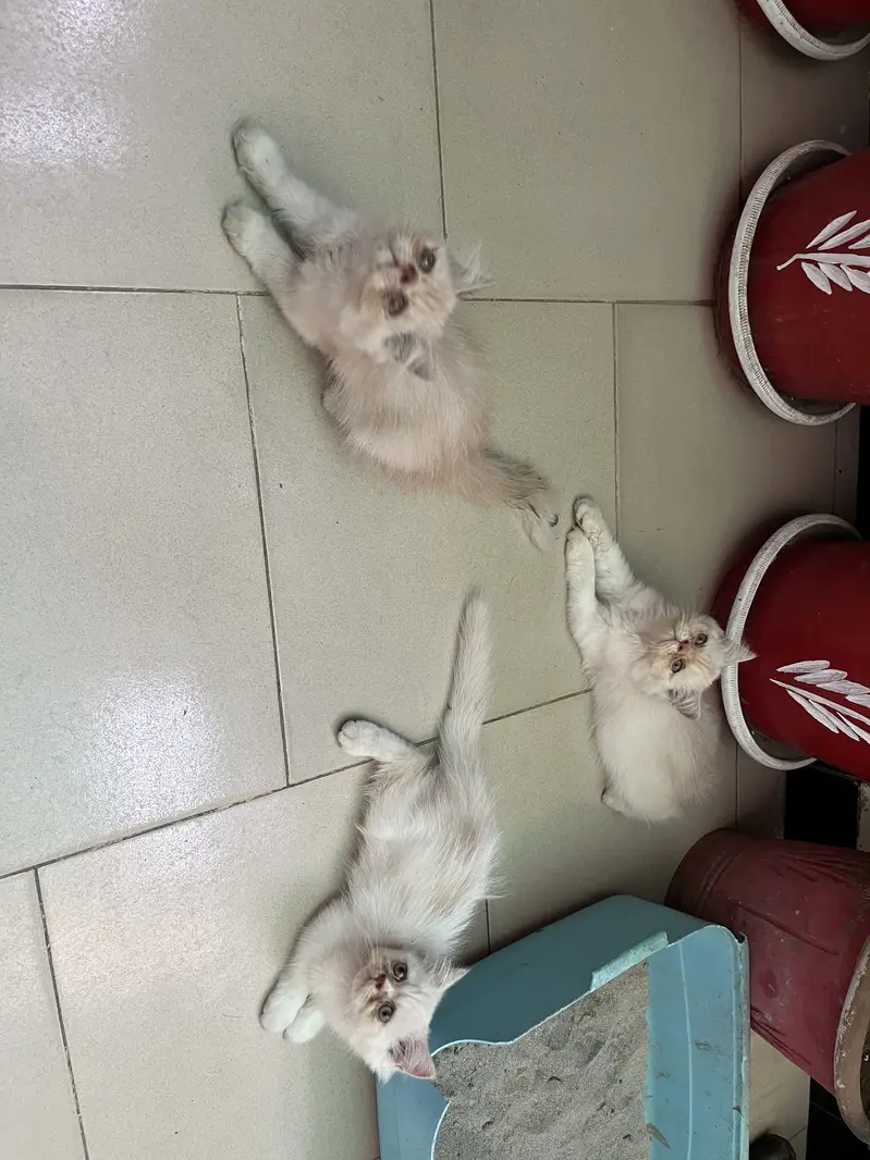 Pure persian kitten — photo 3