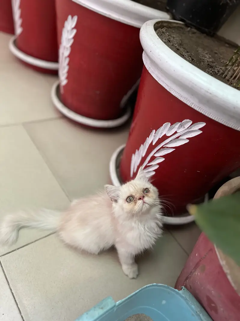 Pure persian kitten — photo 4
