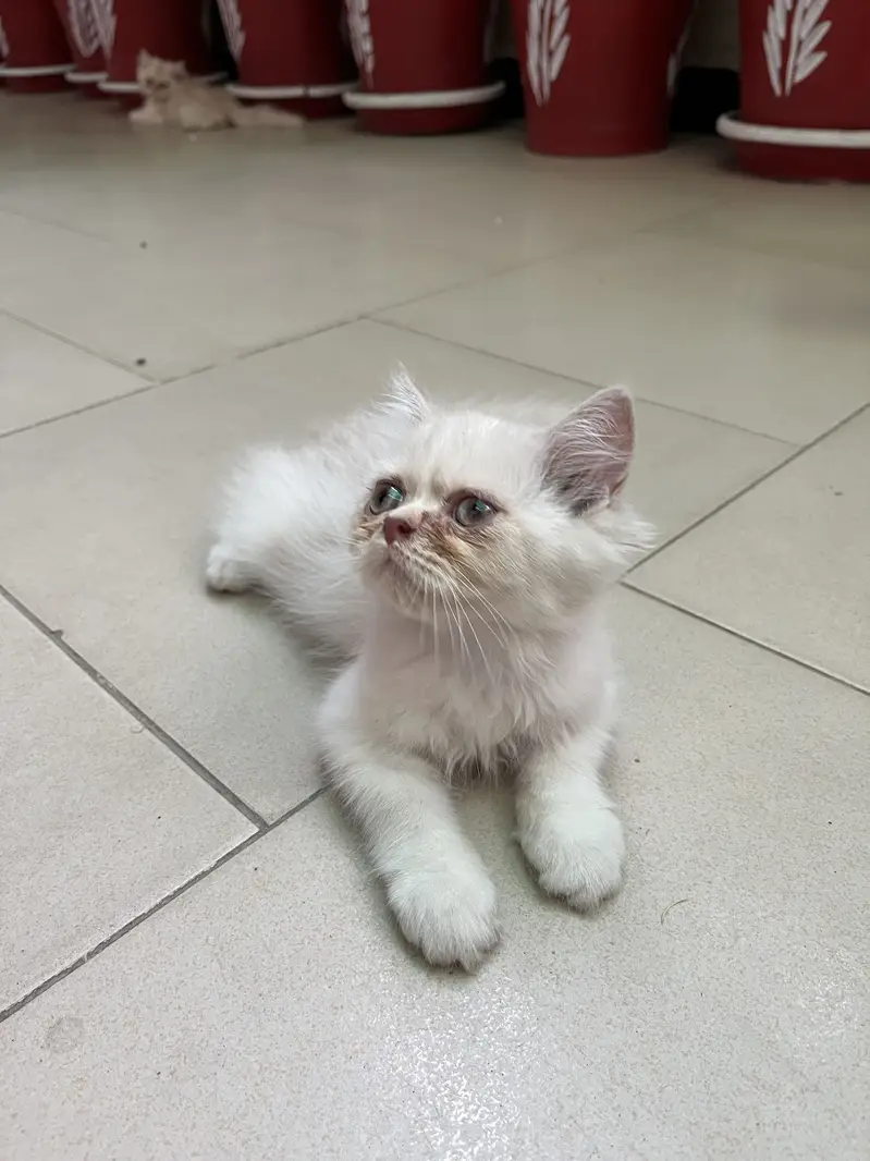Pure persian kitten — photo 5