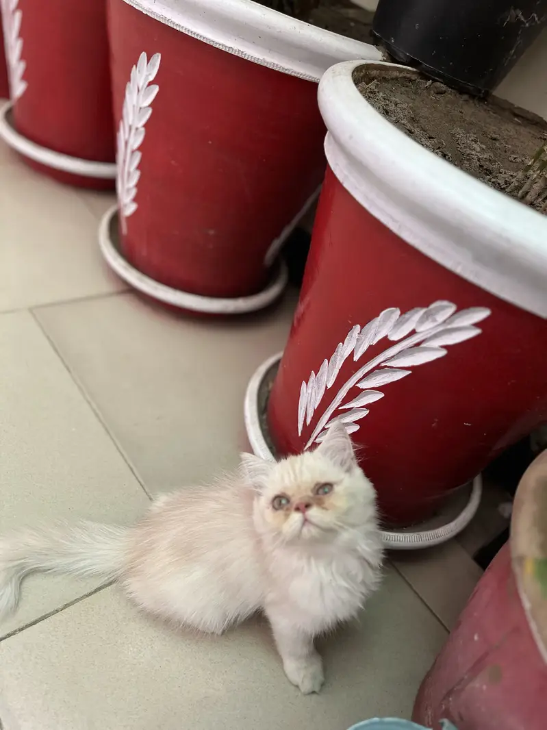 Pure persian kitten — photo 6