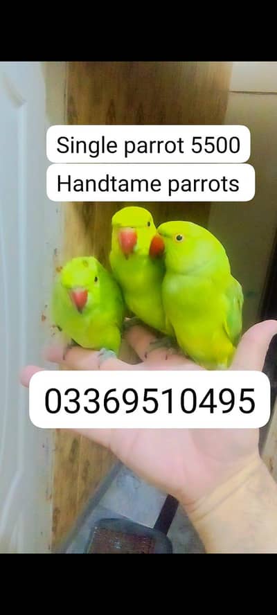 Green ringneck parrots Handtame Male Female available